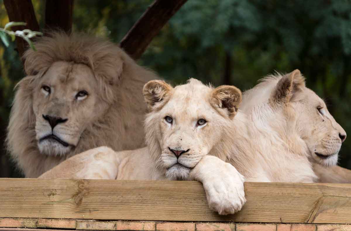 mufasa leones blancos